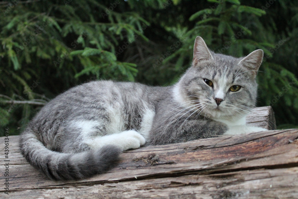 grey purebred British cat on a log in the forest close-up