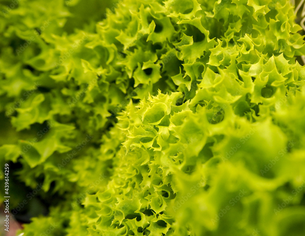 light green lettuce leaves side view. vegan and vegetarian light green lettuce leaves side view. vegan and vegetarian