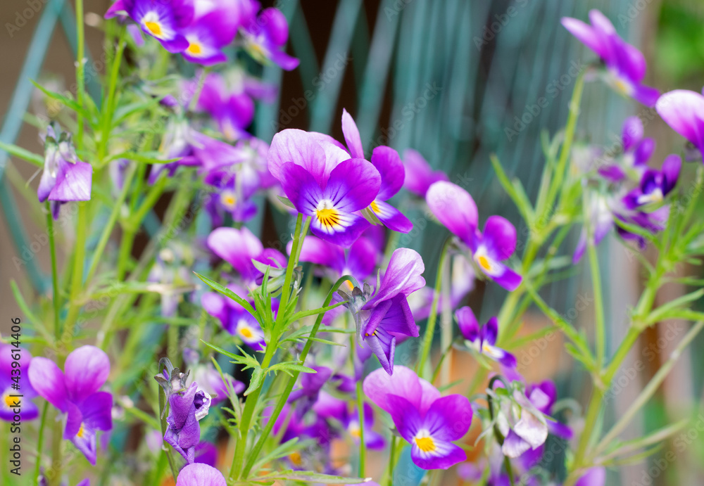 Small purple pansies growing in a flower pot by the house outdoors. Decorating the garden Small purple pansies growing in a flower pot by the house outdoors. Decorating the garden