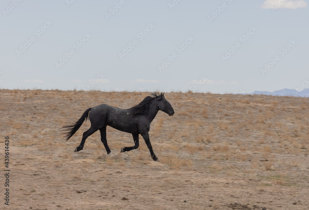 Wild horse in Spring in the Utah Desert Wild horse in Spring in the Utah Desert