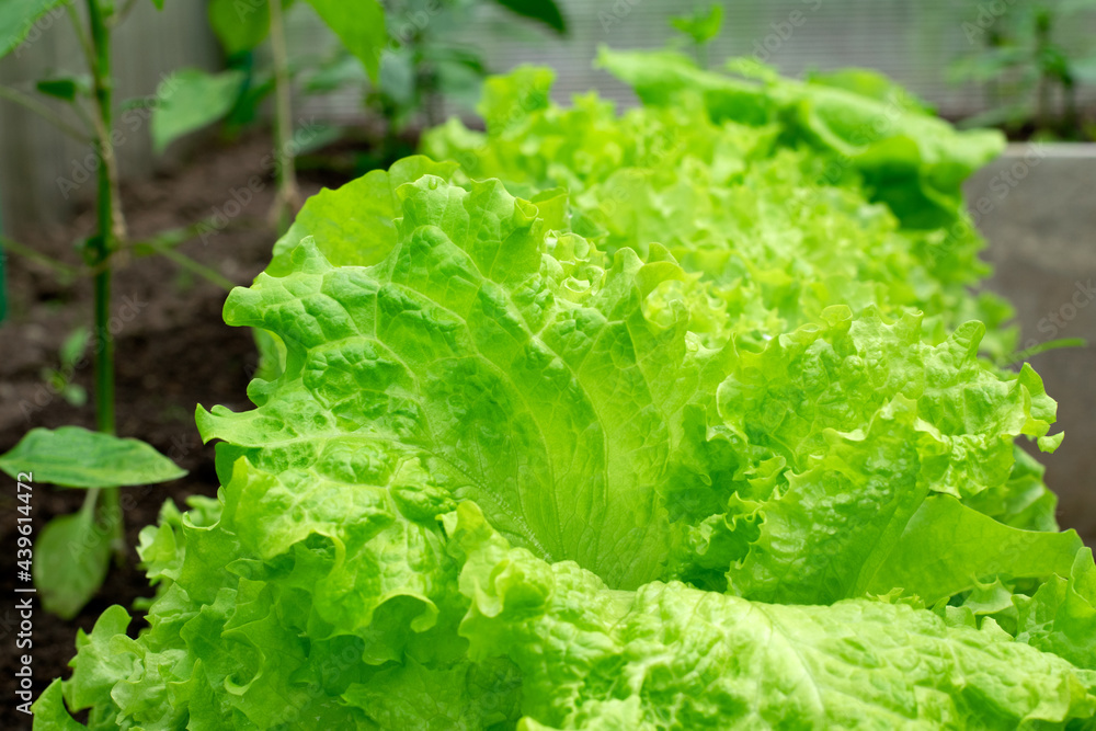 Lettuce leaves growing on the garden bed. Organic homegrown produce Lettuce leaves growing on the garden bed. Organic homegrown produce