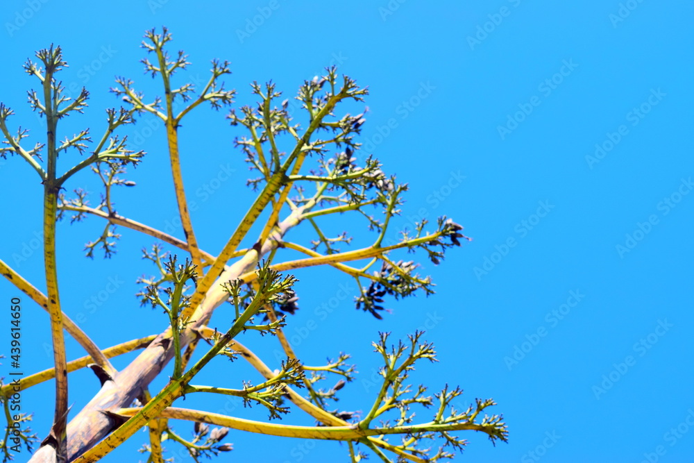 tree summer greece clear blue sky tree summer greece clear blue sky