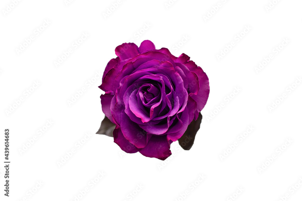 Single Purple Rose White Background