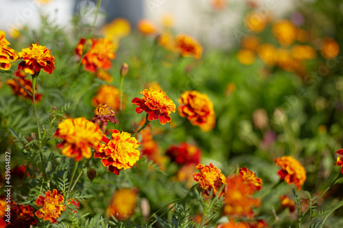 Close view of small-flowered marigolds in bright sunlight