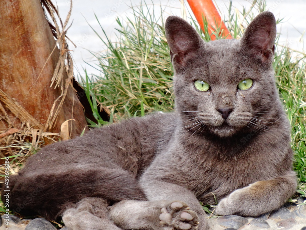 Obraz premium cat egypt portait