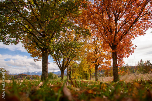 Fototapeta Naklejka Na Ścianę i Meble -  trees in autumn