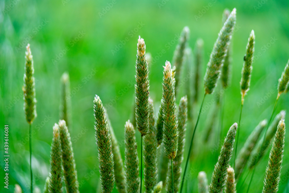 Blades Of Alopecurus Pratensis Also Known As The Meadow Foxtail Blades Of Alopecurus Pratensis Also Known As The Meadow Foxtail