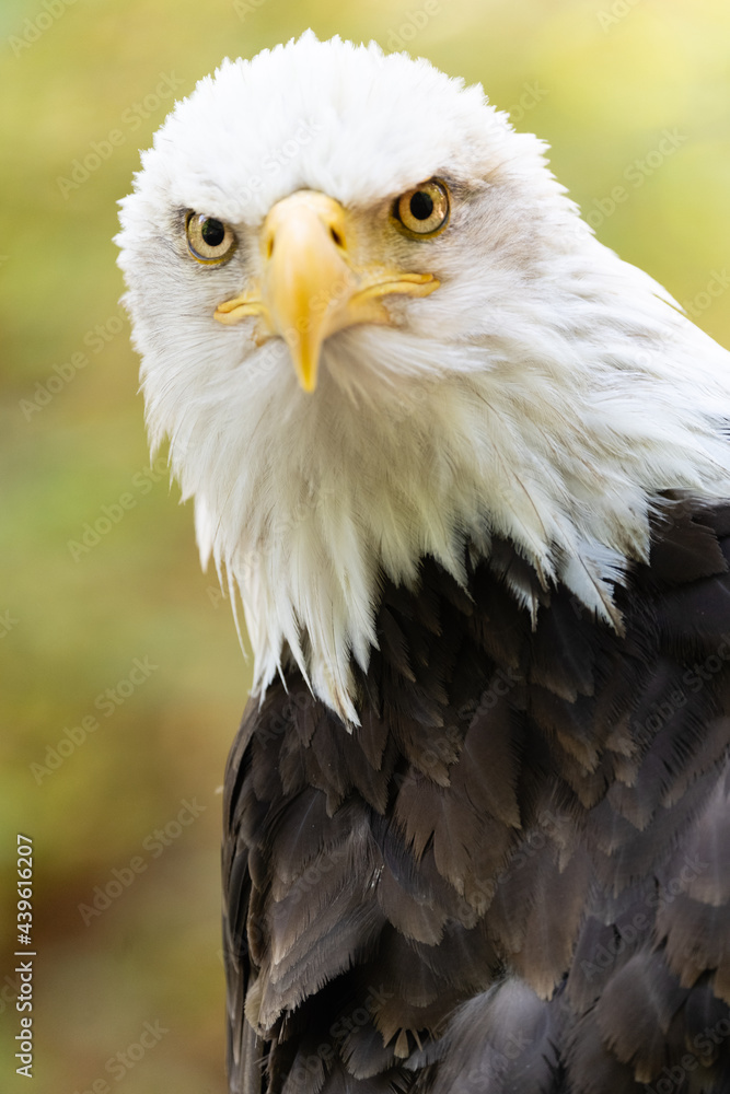 Fototapeta premium Bald Eagle