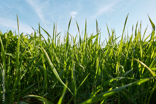 green grass and blue sky