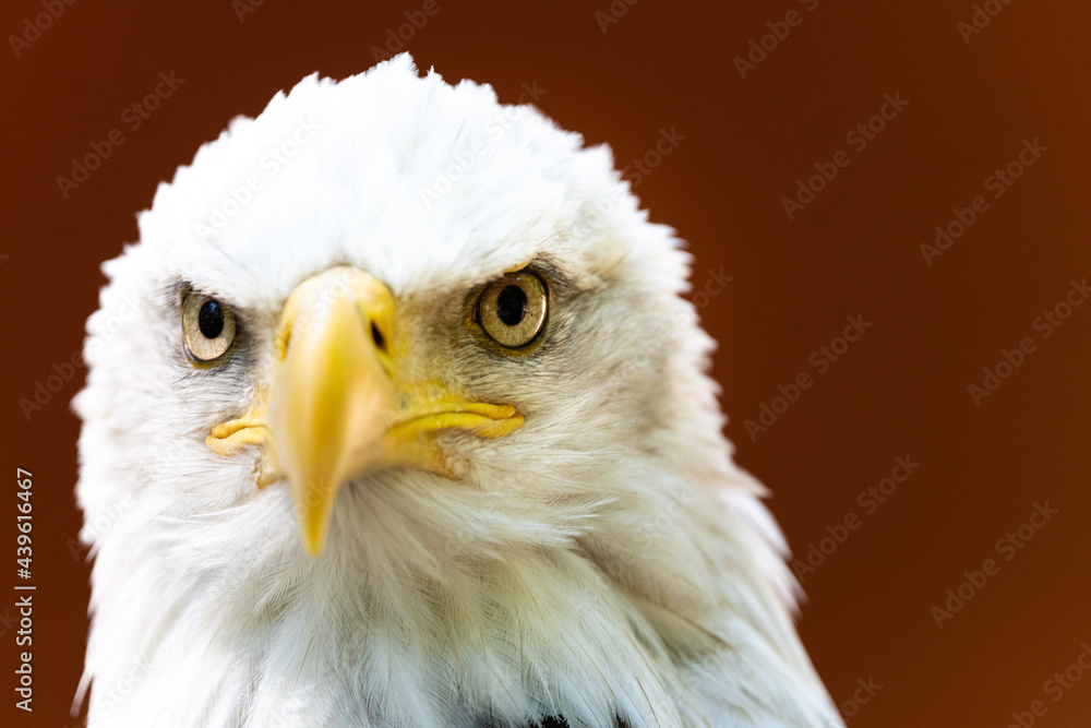 Obraz premium Bald Eagle