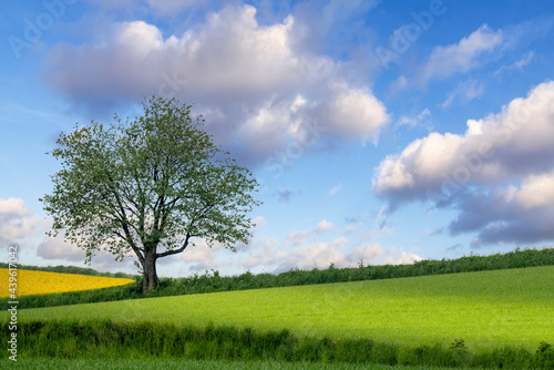 A solitary tree in the countryside.