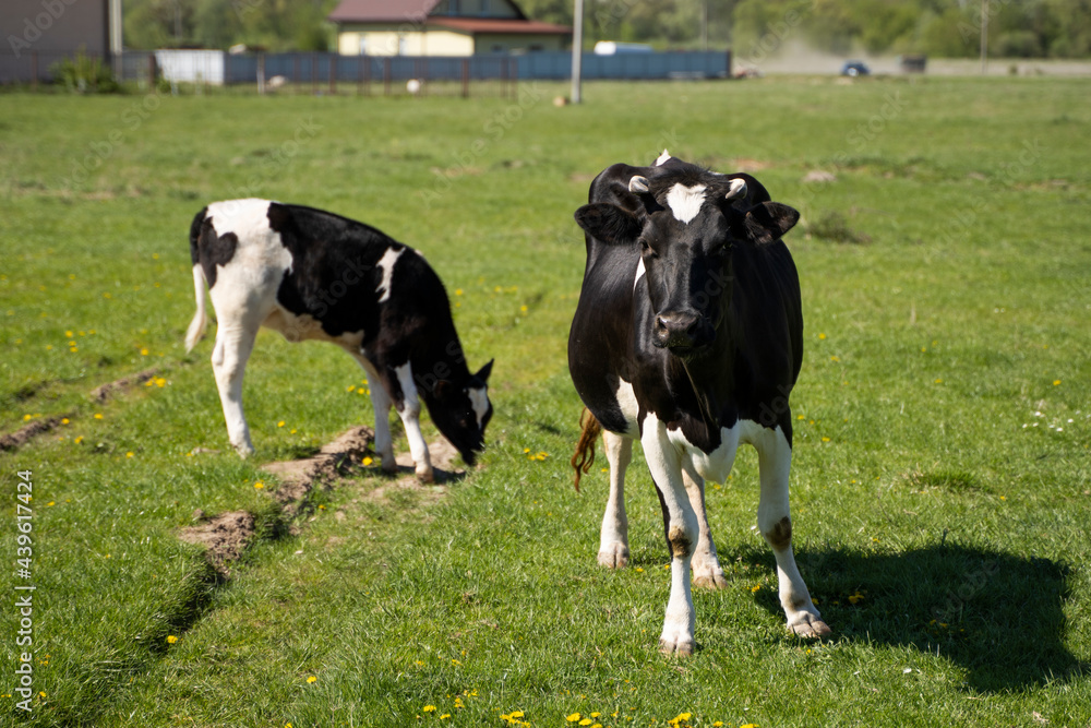 Black and white cow and calf on a summer pasture eats a grass. Black and white cow and calf on a summer pasture eats a grass.