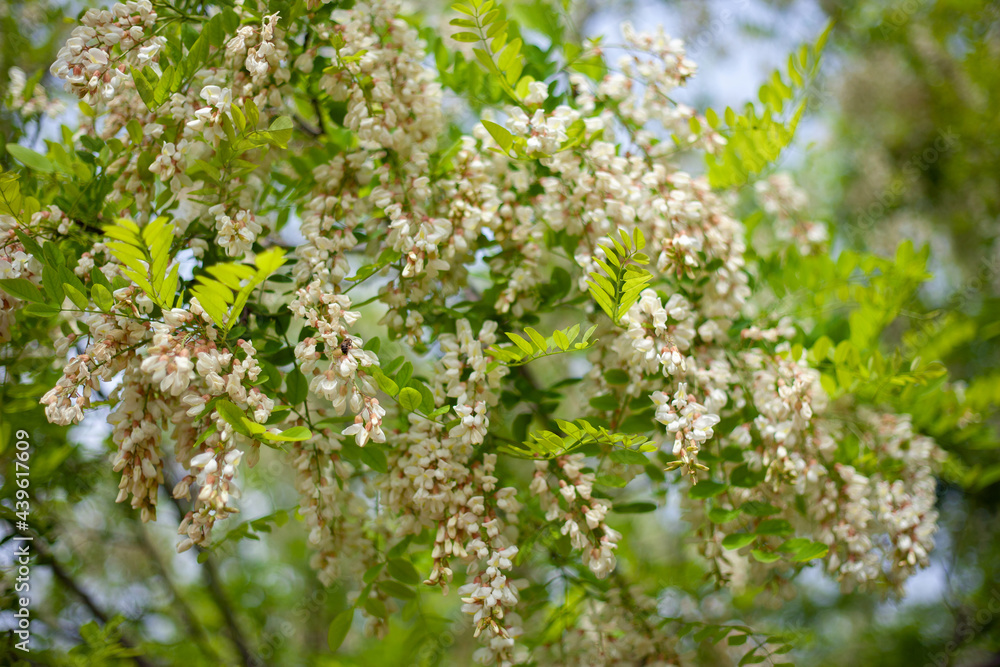 Acacia tree blooming in the spring. Flowers branch with a green background. Abundant flowering. Source of nectar for tender fragrant honey.