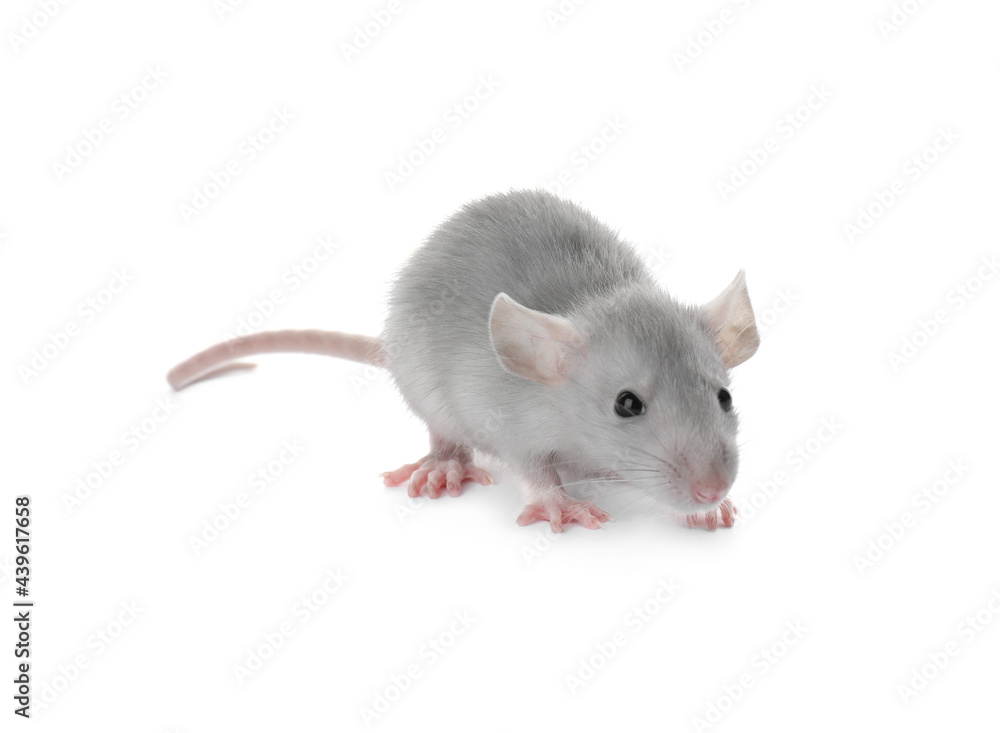 Small fluffy grey rat on white background Small fluffy grey rat on white background