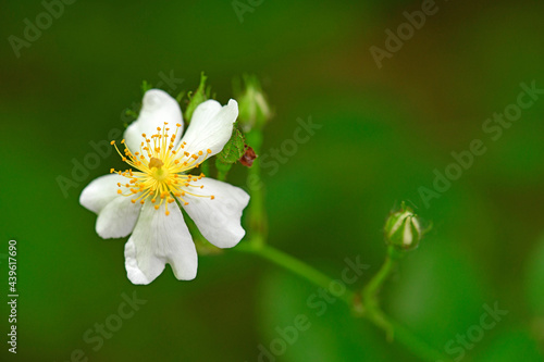 Hunds-Rose // Dog rose (Rosa canina) photo