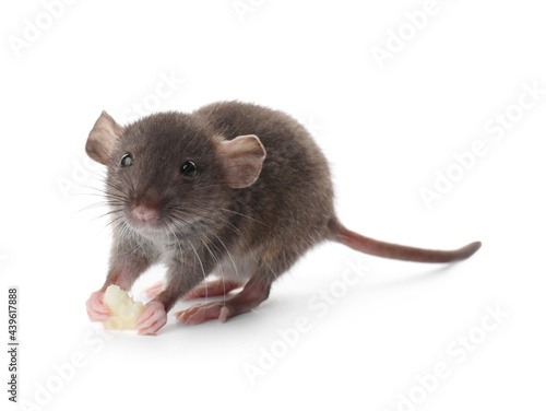 Small brown rat with piece of cheese on white background