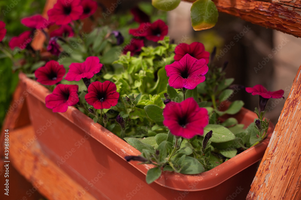 Petunia in a pot and blurred background