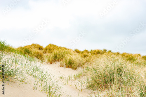 Fototapeta Naklejka Na Ścianę i Meble -  Sand dunes with helmgrass and cloudy sky on Texel island in the Netherlands.