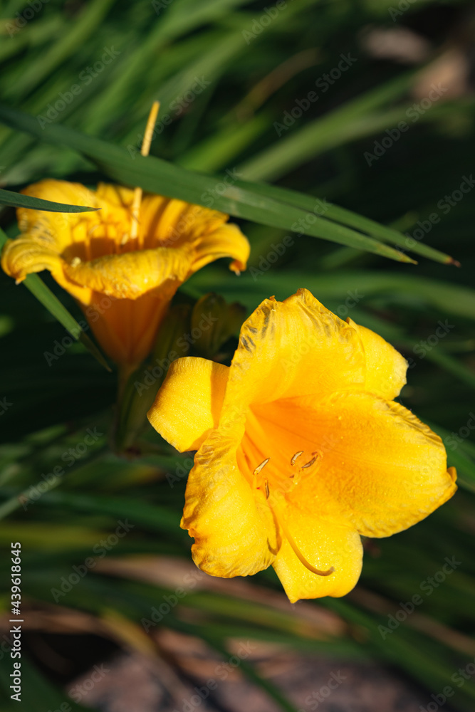 yellow flower in the garden yellow flower in the garden
