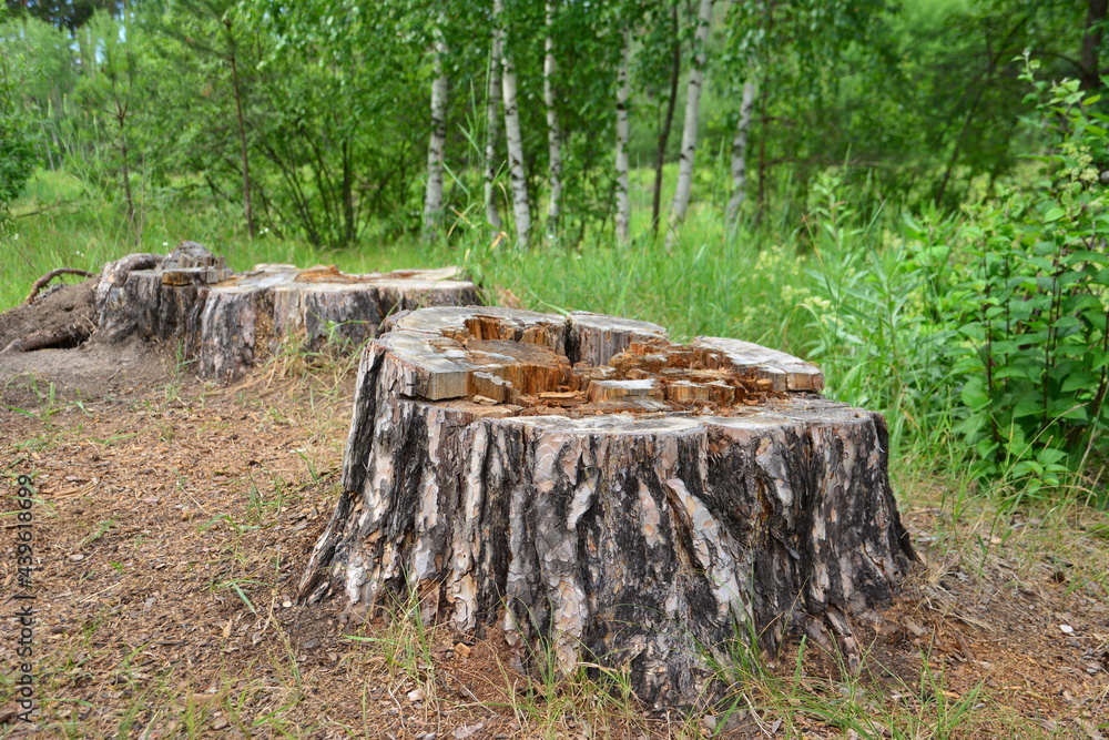 tree stumps in the forest on the forest and birch trees background tree stumps in the forest on the forest and birch trees background