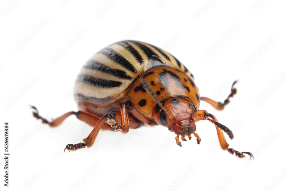 One colorado potato beetle isolated on white One colorado potato beetle isolated on white