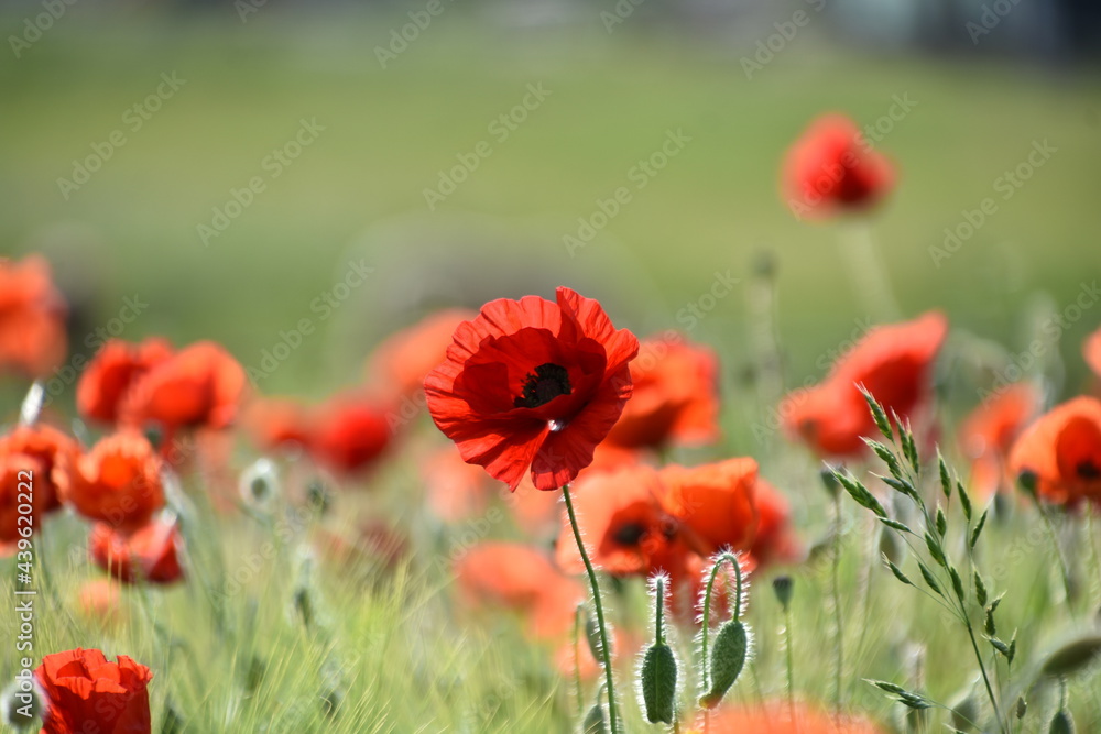 Obraz premium red poppy field
