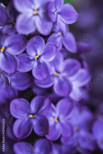 Bright purple lilac background. Dark moody macrophotography. Blossoming spring flowers wallpaper. Beautiful seasonal floral closeup. Copy space. Atmospheric photo.