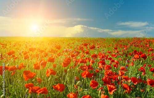 Red flowers poppies n the rays of the sun in the field 