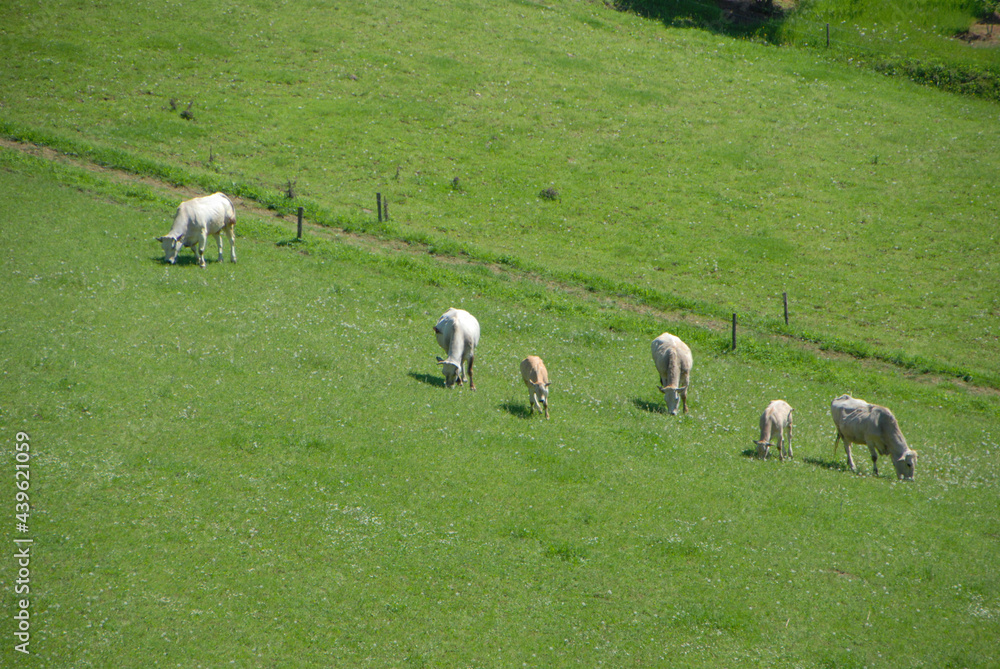 Grazing cows in the Langhe, Piedmont - Italy Grazing cows in the Langhe, Piedmont - Italy