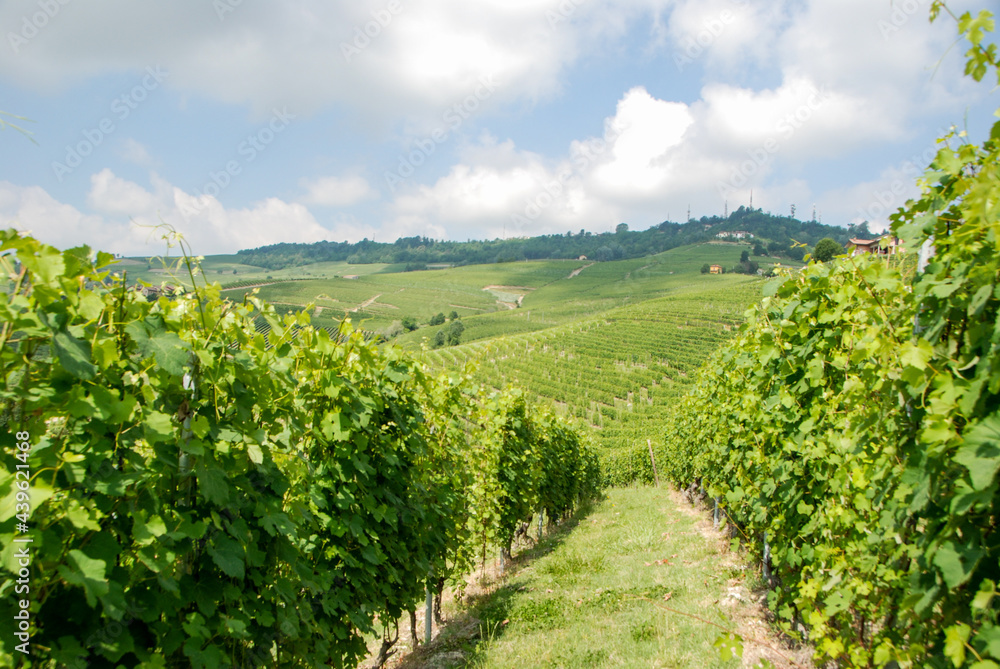 Naklejka premium Vineyards of Langhe, Piedmont - Italy