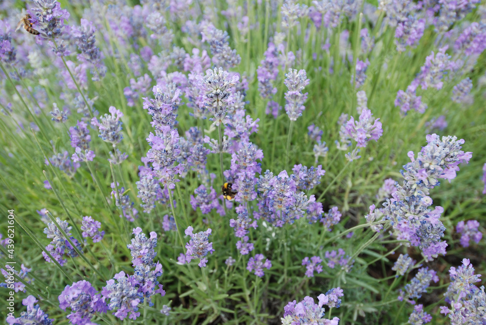 Lavender flowers in the countryside