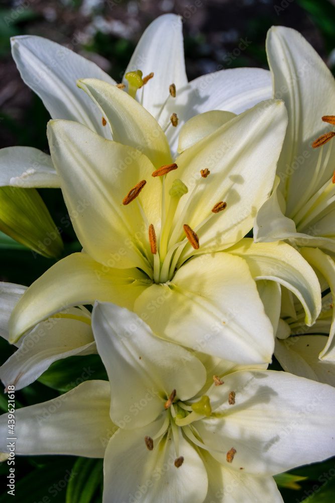 Obraz premium White Lily close-up