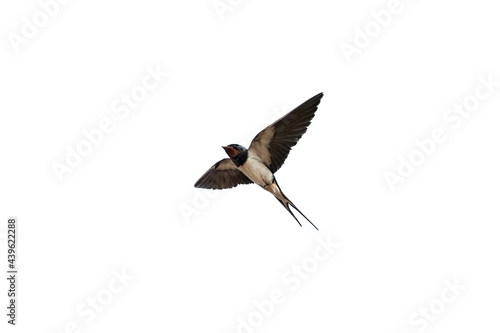 swallow isolated on white background photo