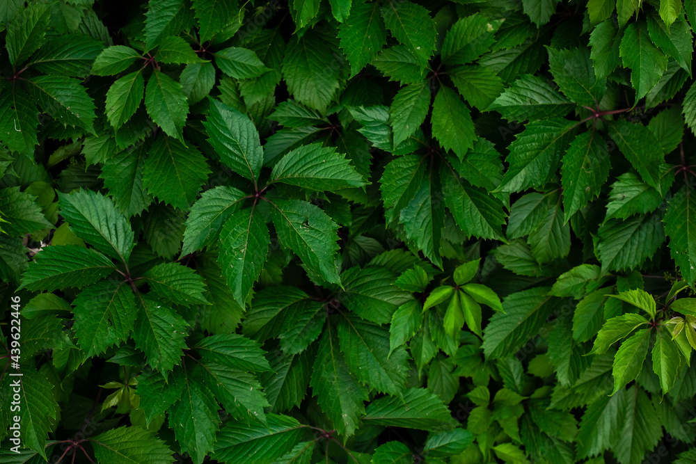 A wall of green leaves of wild grapes. Pattern of green leaves of decorative grapes. Summer nature background. Fresh green leaves covering the wall. Natural background from young leaves. A wall of green leaves of wild grapes. Pattern of green leaves of decorative grapes. Summer nature background. Fresh green leaves covering the wall. Natural background from young leaves.