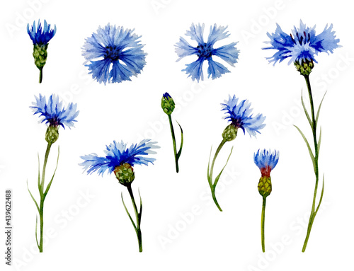 Set of watercolor blue cornflowers. Hand-drawn floral illustration. Blue wildflowers isolated on a white background.