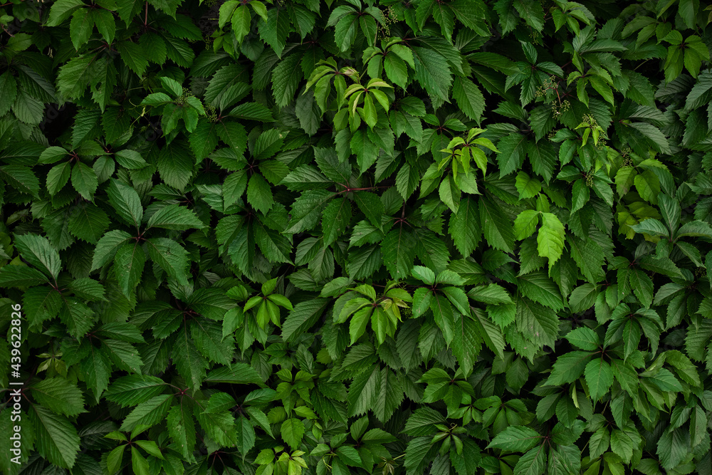 A wall of green leaves of wild grapes. Pattern of green leaves of decorative grapes. Summer nature background. Fresh green leaves covering the wall. Natural background from young leaves. A wall of green leaves of wild grapes. Pattern of green leaves of decorative grapes. Summer nature background. Fresh green leaves covering the wall. Natural background from young leaves.
