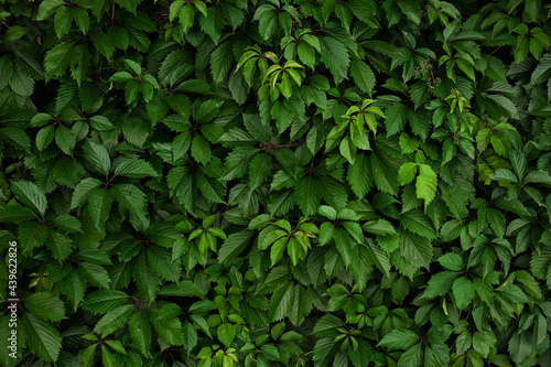 Wallpaper Mural A wall of green leaves of wild grapes. Pattern of green leaves of decorative grapes. Summer nature background. Fresh green leaves covering the wall. Natural background from young leaves. Torontodigital.ca