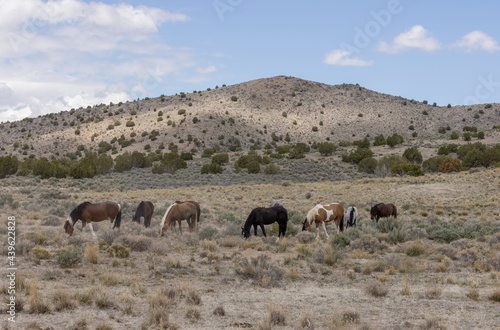 Herd of Wild Horses in the Utah Desert in spring © natureguy