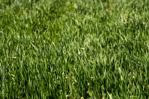 Young green wheat seedlings growing in soil on a field. Close up on sprouting rye on a field. Sprouts of rye. Sprouts of young barley or wheat that have sprouted in the soil. Agriculture, cultivation.