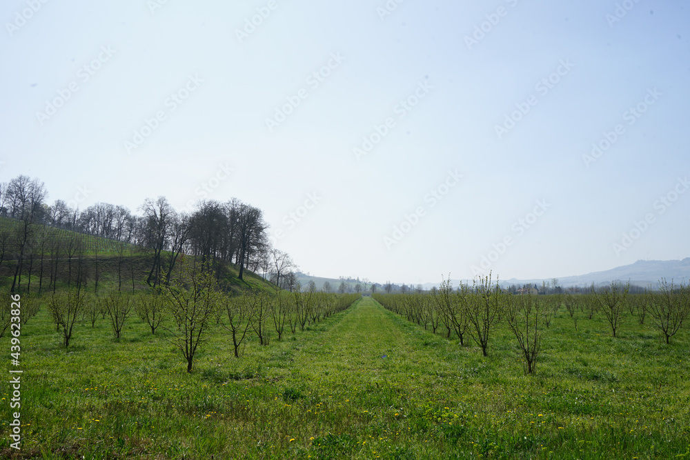 Field of young hazelnuts in the Langhe, Piedmont - Italy