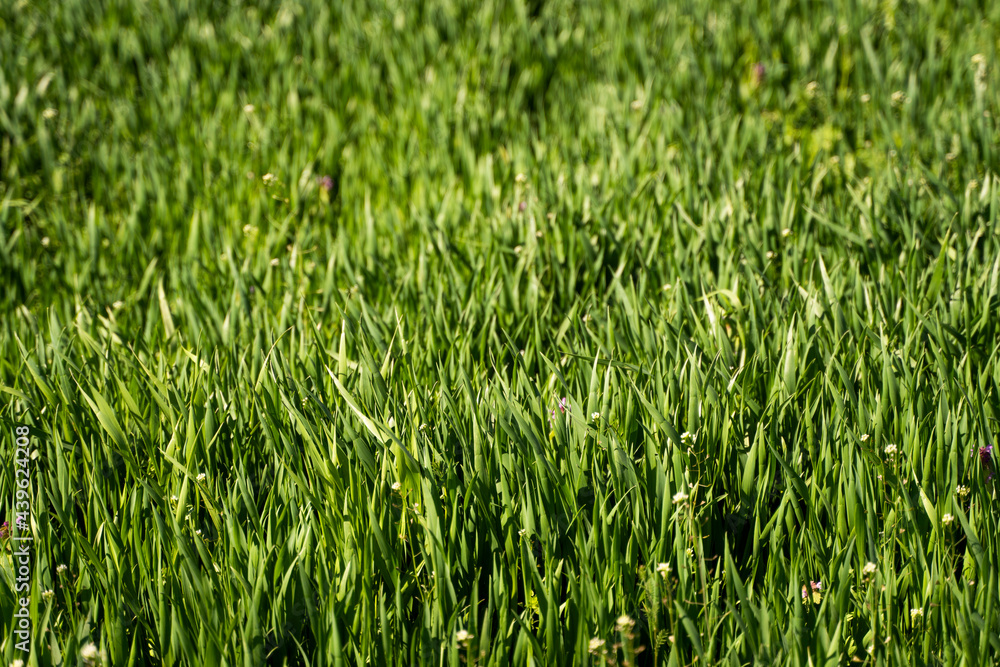 Young green wheat seedlings growing in soil on a field. Close up on sprouting rye on a field. Sprouts of rye. Sprouts of young barley or wheat that have sprouted in the soil. Agriculture, cultivation. Young green wheat seedlings growing in soil on a field. Close up on sprouting rye on a field. Sprouts of rye. Sprouts of young barley or wheat that have sprouted in the soil. Agriculture, cultivation.
