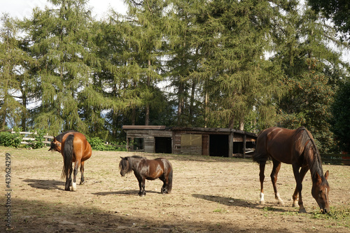 Horses and a pony in the enclosure of a farm in Piedmont, Italy