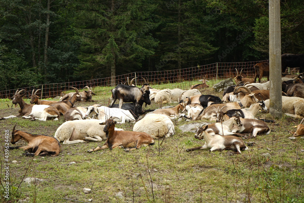 Fototapeta premium Goats and sheep rest in a pasture