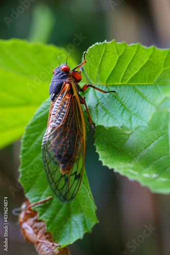 View of Brood X cicadas in 2021 in New Jersey appearing every 17 years photo