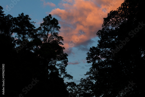 Timelapse of the jungle and trees of North Sumatra, in Gunung Leuser National Park, at sunset, near the river Bohorok, as the light goes out. photo