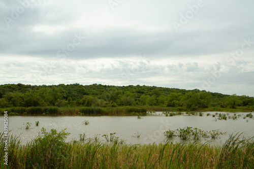 Panorama view of the lake, reeds, and green forest in Pre Delta national Park in Entre Ríos, Argentina. 