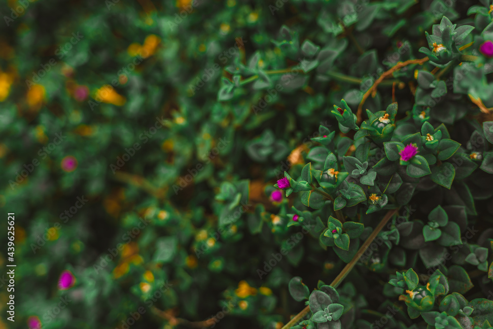 Green bush with flowers, natural background