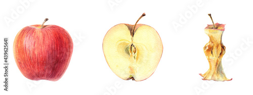 Set of a whole red apple, half an apple and a core. Watercolor illustration isolated on white background.