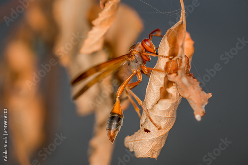 Wasp insect standing on a dry leaf photo