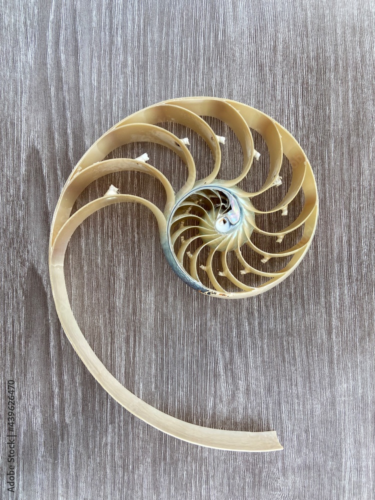 Obraz premium nautilus shell symmetry Fibonacci half cross section spiral golden ratio structure growth close up back lit mother of pearl close up ( pompilius nautilus ) stock, photo, photograph, image, picture